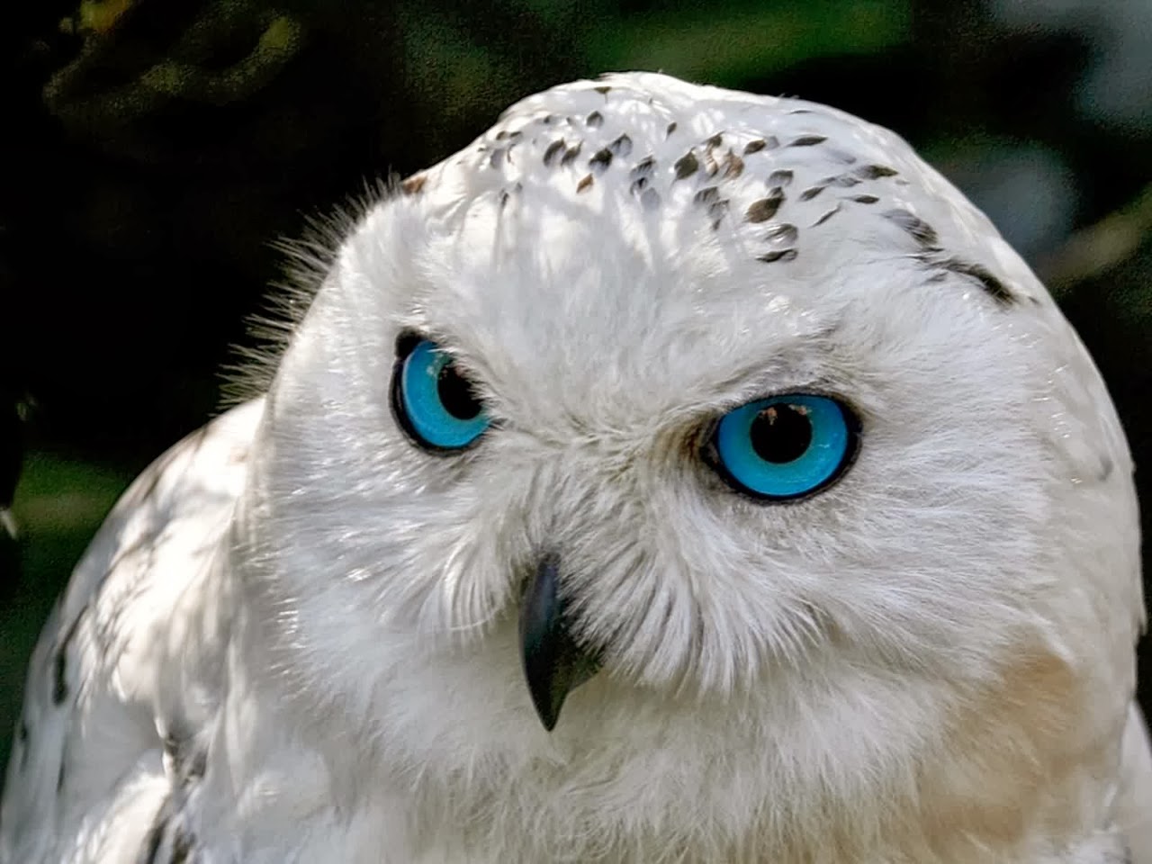 Полярная сова (Белая сова): интересные факты, фото и краткое описание
